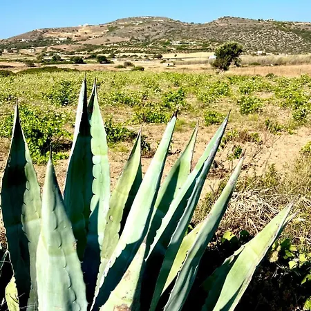 Ampelonas